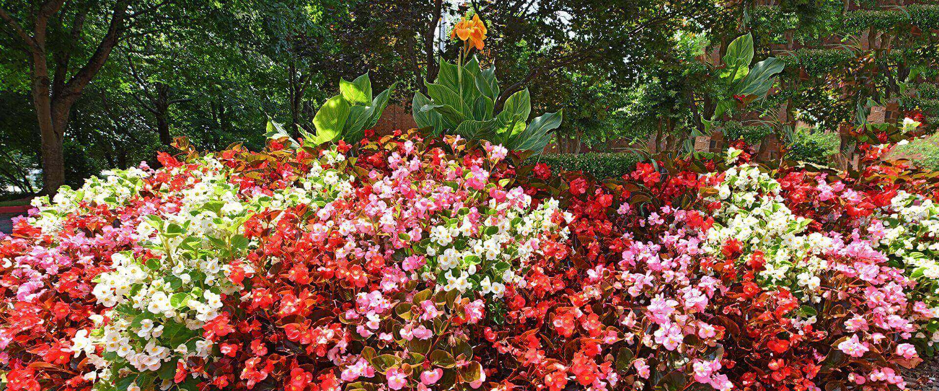 Vibrant bed of pink, red, and white flowers